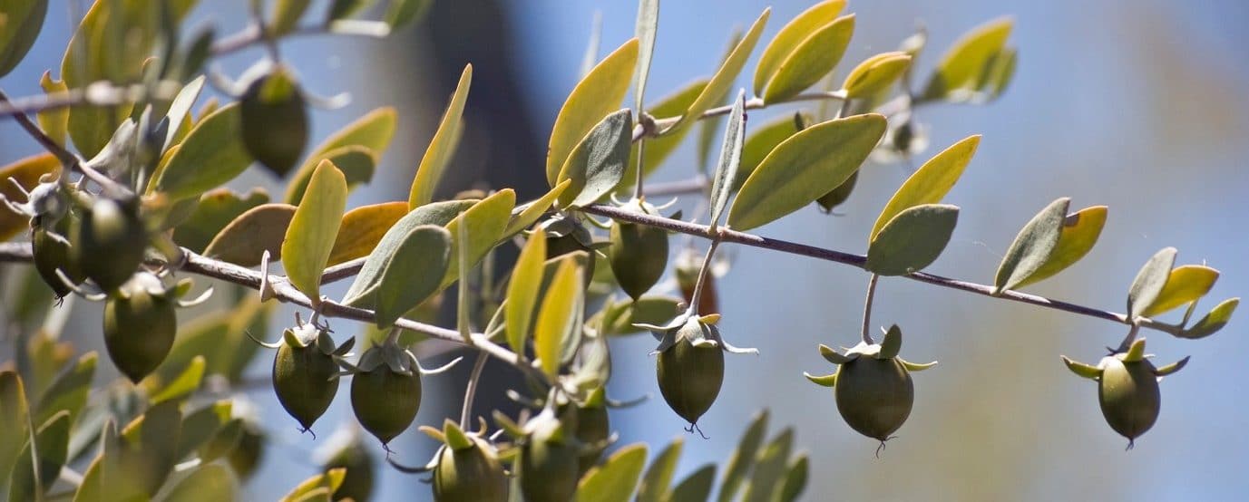 Jojoba Seeds - potential for biofuel producing less carbon